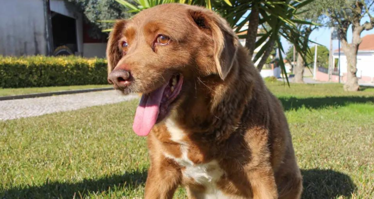 Muere Bobi a sus 31 años: el perro más longevo del mundo según Guinness World Records