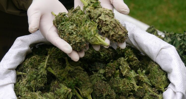 Habrían robado 200 matas de marihuana decomisada: detalles de los 7 carabineros formalizados en Ovalle