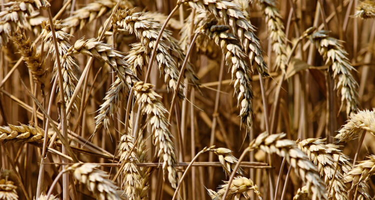 Ucrania proyecta producir en 2023 un 10% más de cereales que el año pasado