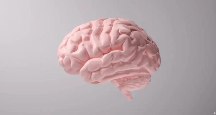 Investigadoras documentan cómo las hormonas durante la menstruación modifican todo el cerebro