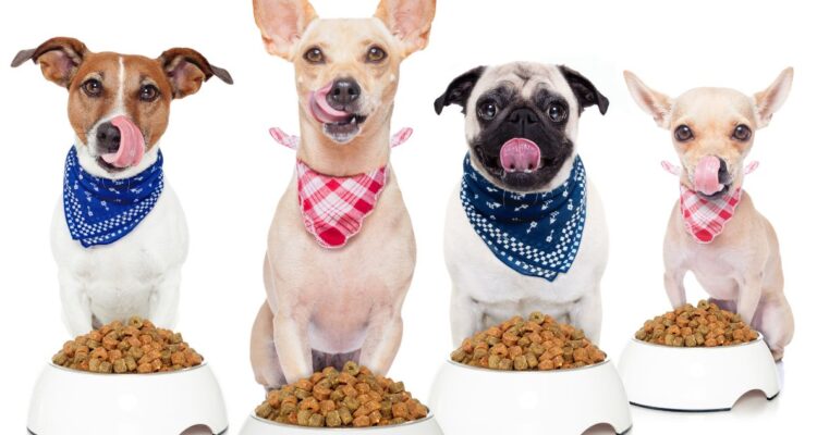 Cuántas veces al día darle de comer a los perros y los gatos, qué porción y cuál alimento es mejor para mascotas, la comida casera o industrial (pellets)