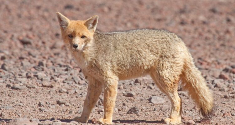 CONAF publicó un registro de los animales fallecidos en los parques nacionales