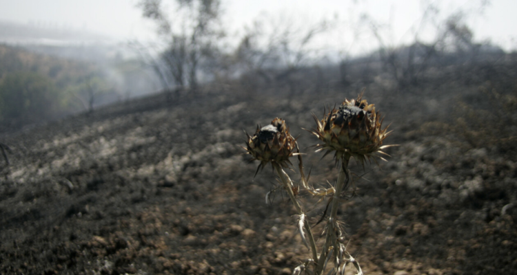 Conaf restringe quemas agrícolas