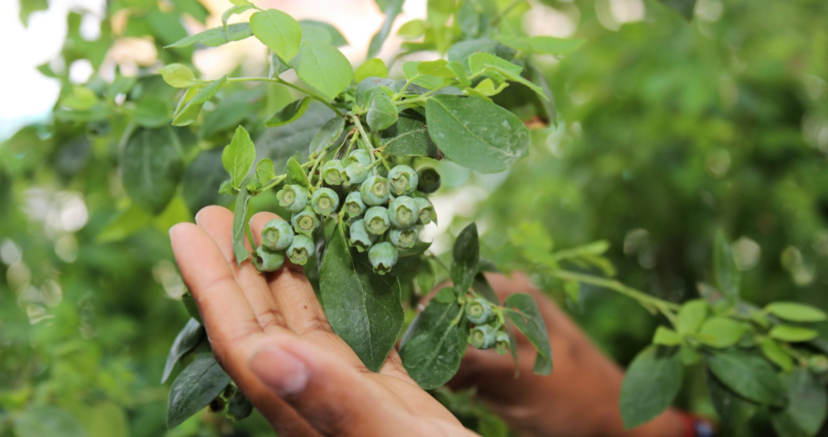 Desarrollan proyecto para cultivar arándanos bajo condiciones climáticas del altiplano en Antofagasta