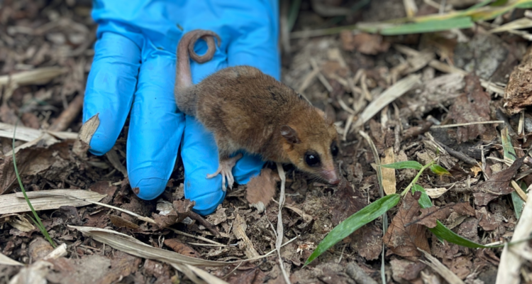 Ocho monitos del monte fueron devueltos a su hábitat natural en el Parque Nacional de Nonguén