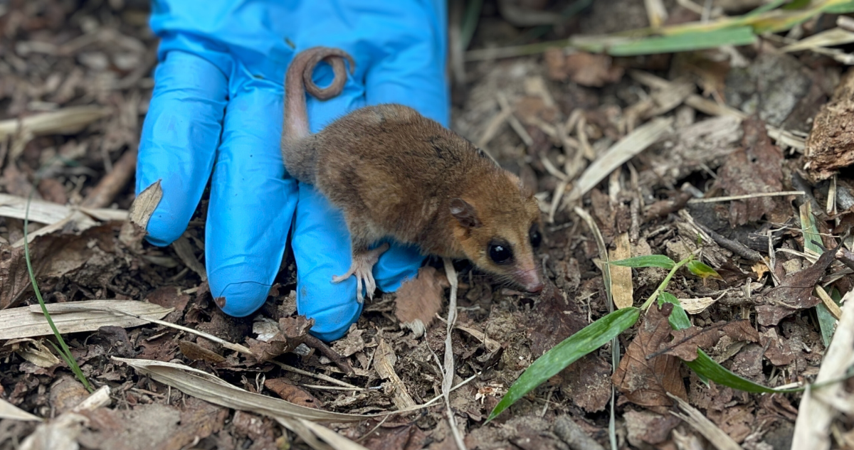 Ocho monitos del monte fueron devueltos a su hábitat natural en el Parque Nacional de Nonguén
