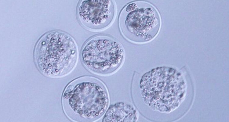 Cultivan por primera vez embriones de ratón en el espacio: “Es esencial para iniciar la era espacial”