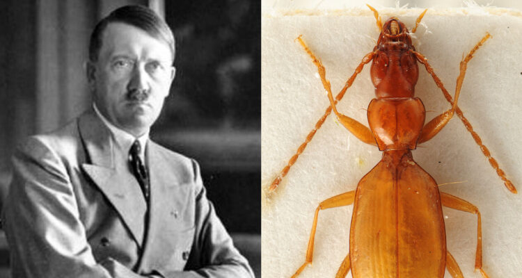 ¿Por qué los científicos quieren cambiar el nombre del escarabajo “Hitler”?