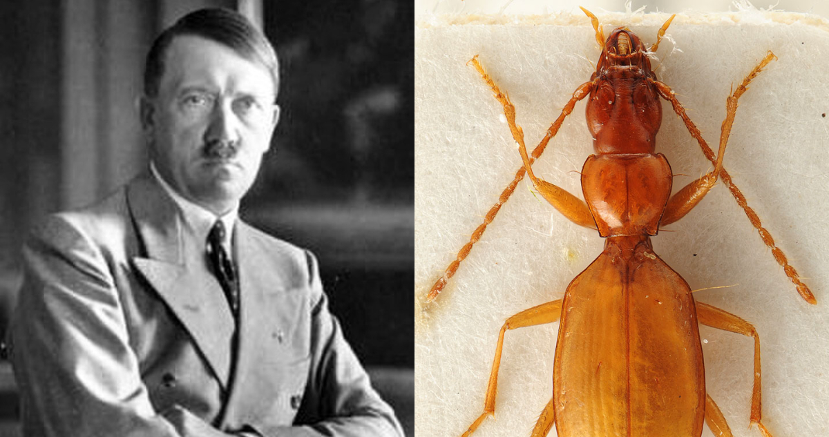 ¿Por qué los científicos quieren cambiar el nombre del escarabajo “Hitler”?