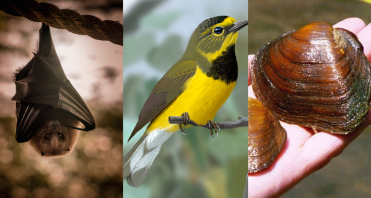 Pequeño murciélago frugívoro de Mariana ; Curruca de Bachman; Flat pigtoe, ejemplos de animales de la lista de especies extintas