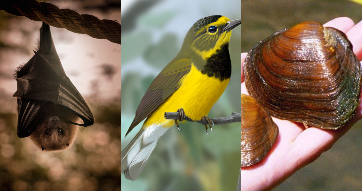 Pequeño murciélago frugívoro de Mariana ; Curruca de Bachman; Flat pigtoe, ejemplos de animales de la lista de especies extintas