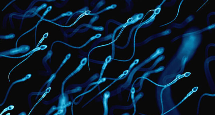 Un estudio científico asegura que los espermatozoides están infringiendo una ley de Newton
