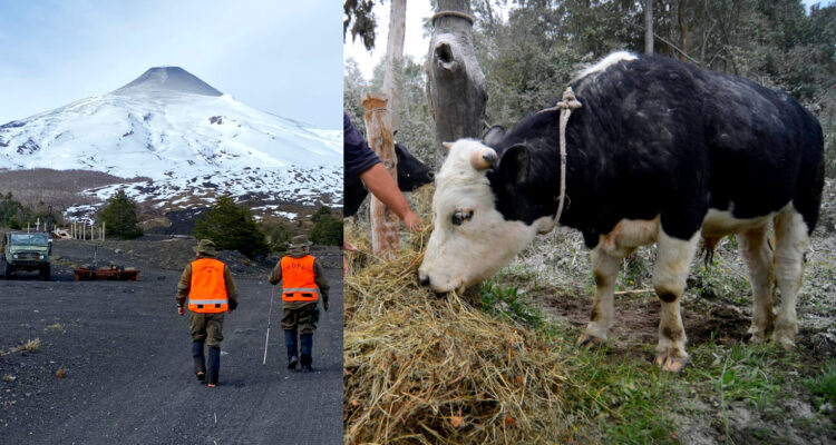 ARCHIVO | Carabineros Araucanía – Agencia UNO