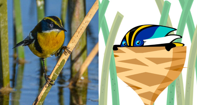 Fiu en la Lista Roja de Especies Amenazadas de la UICN: ¿Qué significa y qué hacer para protegerlo?