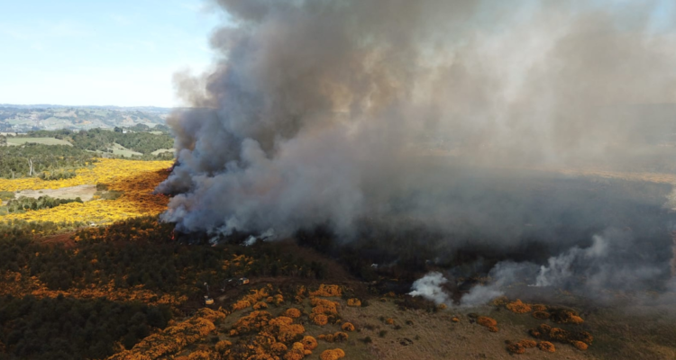 Investigan origen de incendio forestal que tiene en Alerta Roja a Castro: hay 35 hectáreas destruidas