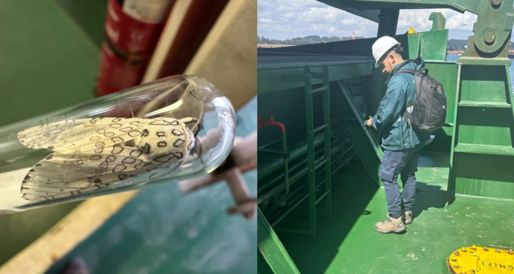 Detectan polilla leopardo en barco en Talcahuano: es potencialmente dañina para la agricultura