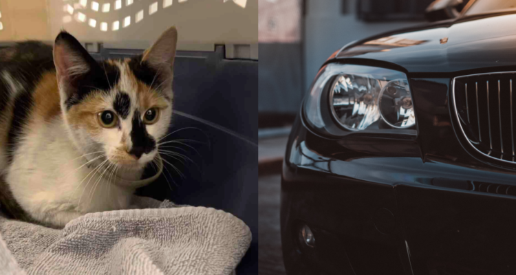 Gato sobrevivió a viaje de una hora dentro del motor de un auto en Estados Unidos: resultó ileso
