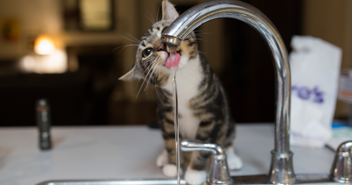 Master Cat