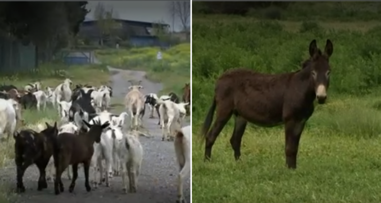Crisis en granja de Maipú