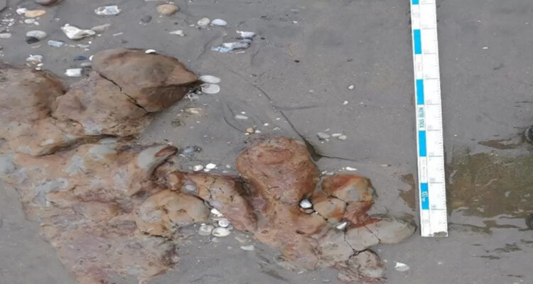 Descubren huellas de dinosaurio de hace 125 millones de años en playa de Reino Unido