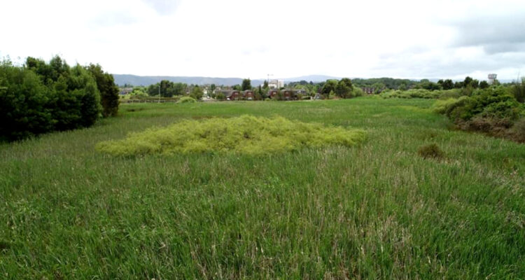 humedal-valdivia-denuncia-vecinos