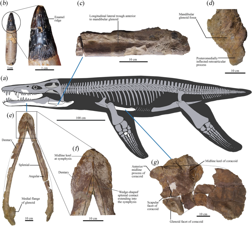 Identifican al reptil marino megadepredador más antiguo del mundo hasta ahora: medía más de 6 metros