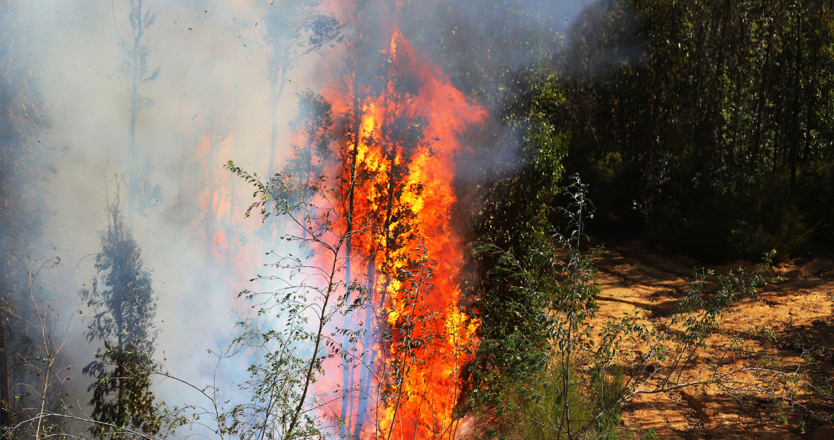 incendios forestales bio bio