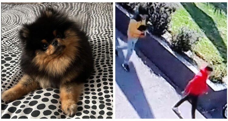Fotografía de la perrita robada a Julio César Rodríguez.