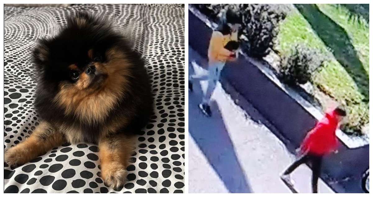 julio-cesar-rodriguez-perrita.jpg
