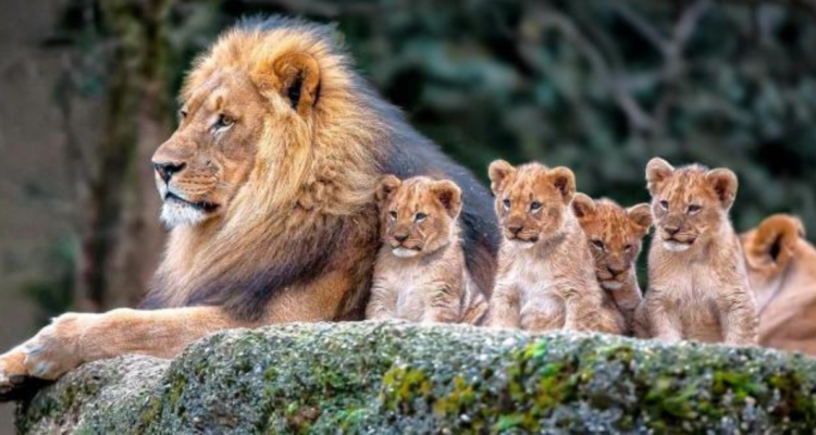 León fue sometido a vasectomía