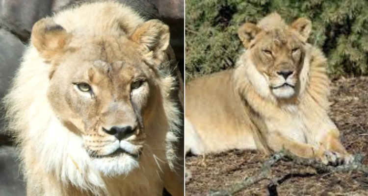 Leona desarrolla melena