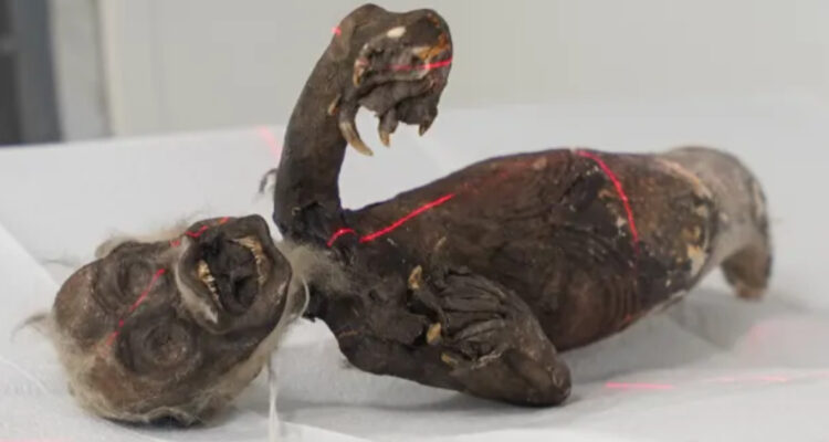 Científicos resuelven el misterio de una terrorífica momia “sirena” encontrada en Japón en 1906