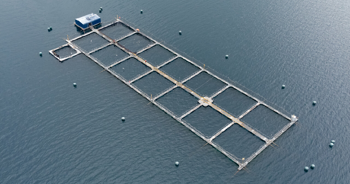 Una instalación de cultivo de salmones