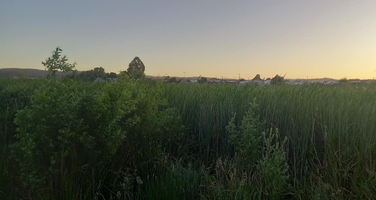 parque urbano catrico 2 Valdivia