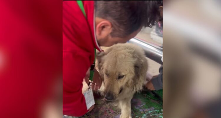 Investigan cobarde ataque con cuchillo y botellas de vidrio contra perro comunitario de Valparaíso
