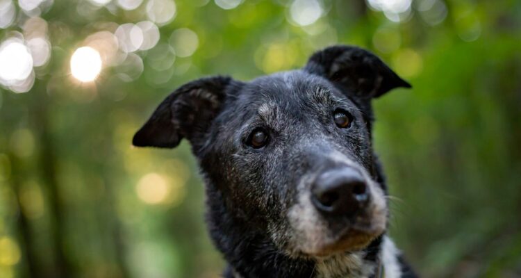 Los perros adultos pueden vivir muchos años más