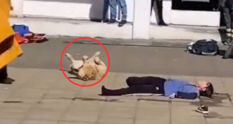 Gigante, un perro de Puert Montt se transformó en viral luego de sumarse a un simulacro de atropello, por lo que piden un Oscar por su actuación.