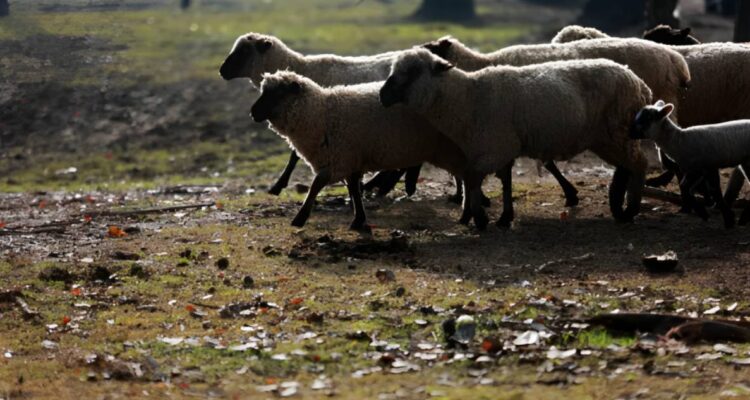 Ocho familias pierden alrededor de 100 animales tras ataque de perros silvestres en Río Bueno