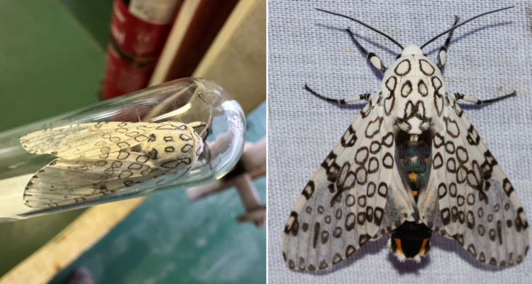 Polilla leopardo gigante en Chile