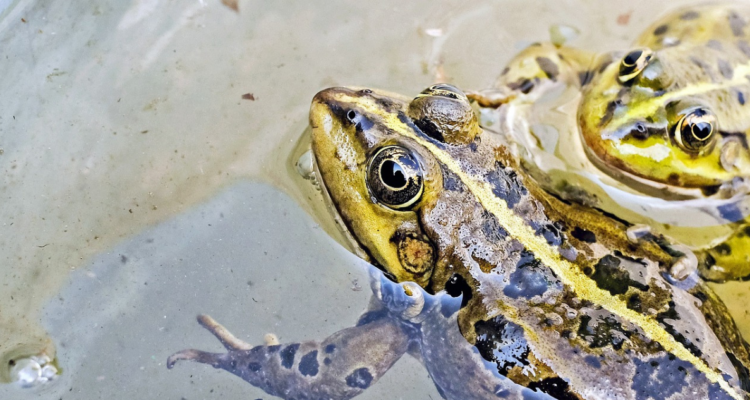 Estudio revela que ranas hembras fingen estar muertas para evitar el apareamiento