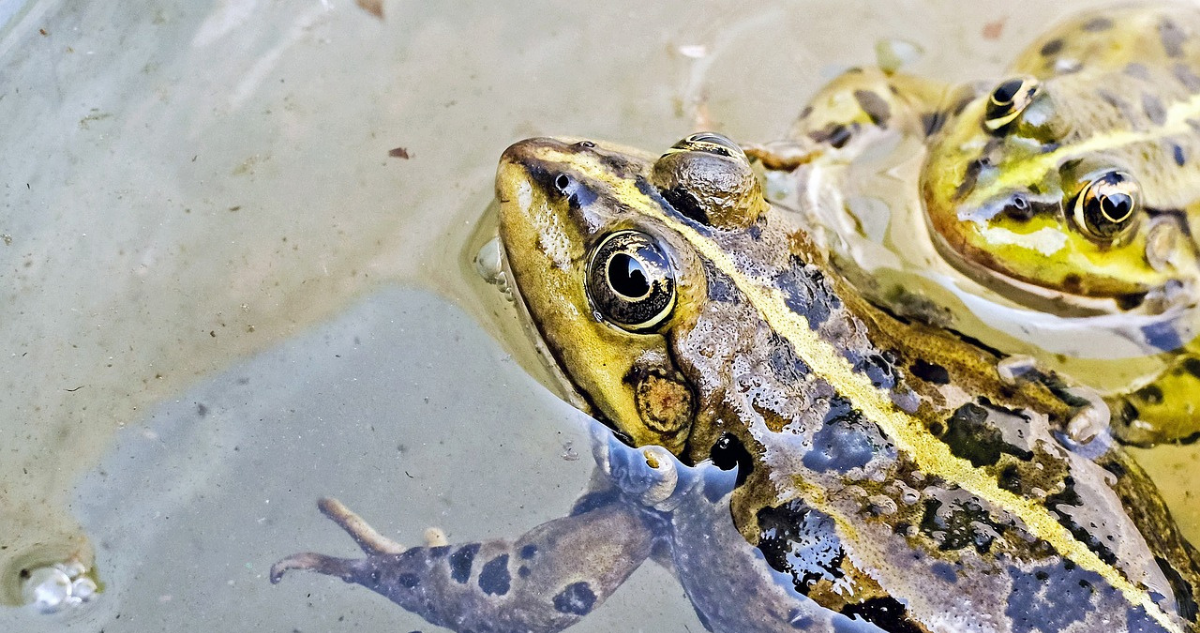 Estudio revela que ranas hembras fingen estar muertas para evitar el apareamiento
