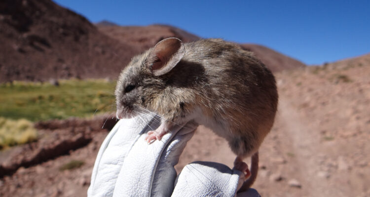 Encuentran momias de ratón en los Andes “marcianos” de Argentina y Chile a 6.000 metros de altura