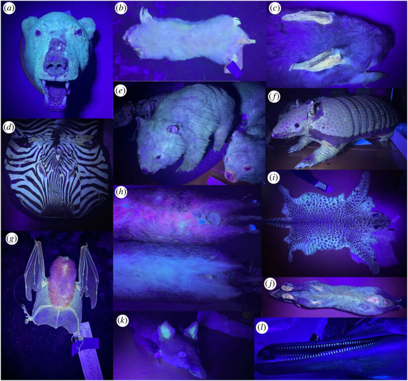¿Ventaja evolutiva?: Identifican 125 nuevas especies de mamíferos que son fluorescentes