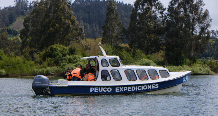 Ruta Carahue Navegable: la travesía turística que llama la atención de los viajeros en La Araucanía