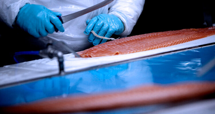 Trabajadores salmoneros están preocupados por la disminución en mano de obra que hay en el rubro