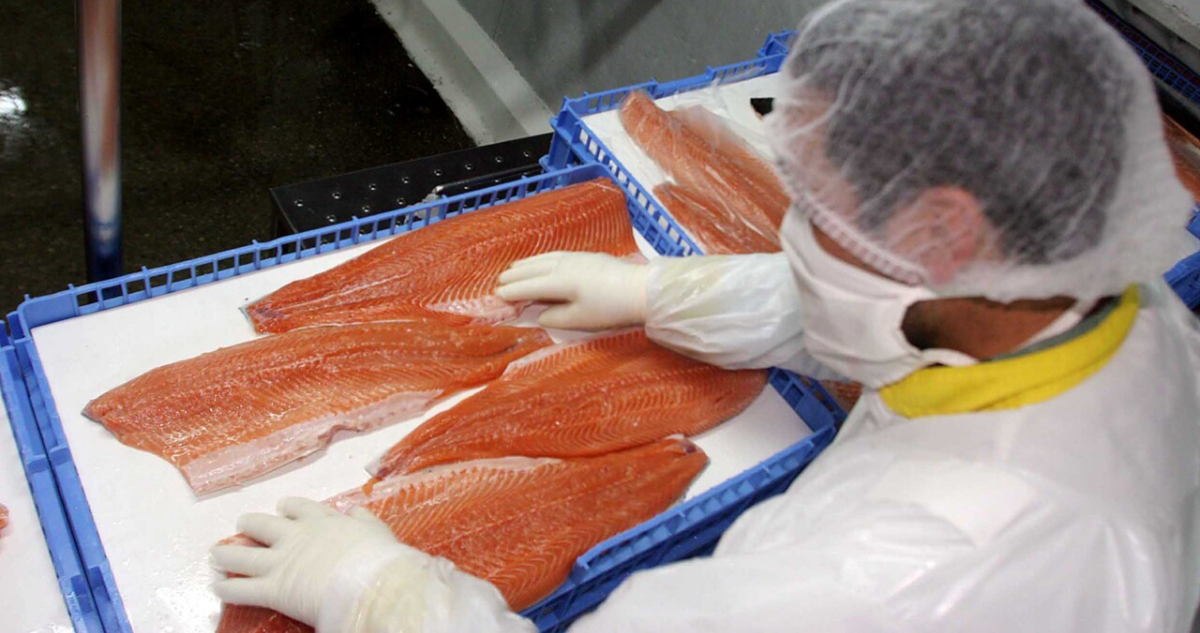 salmon-los-lagos-marea-roja