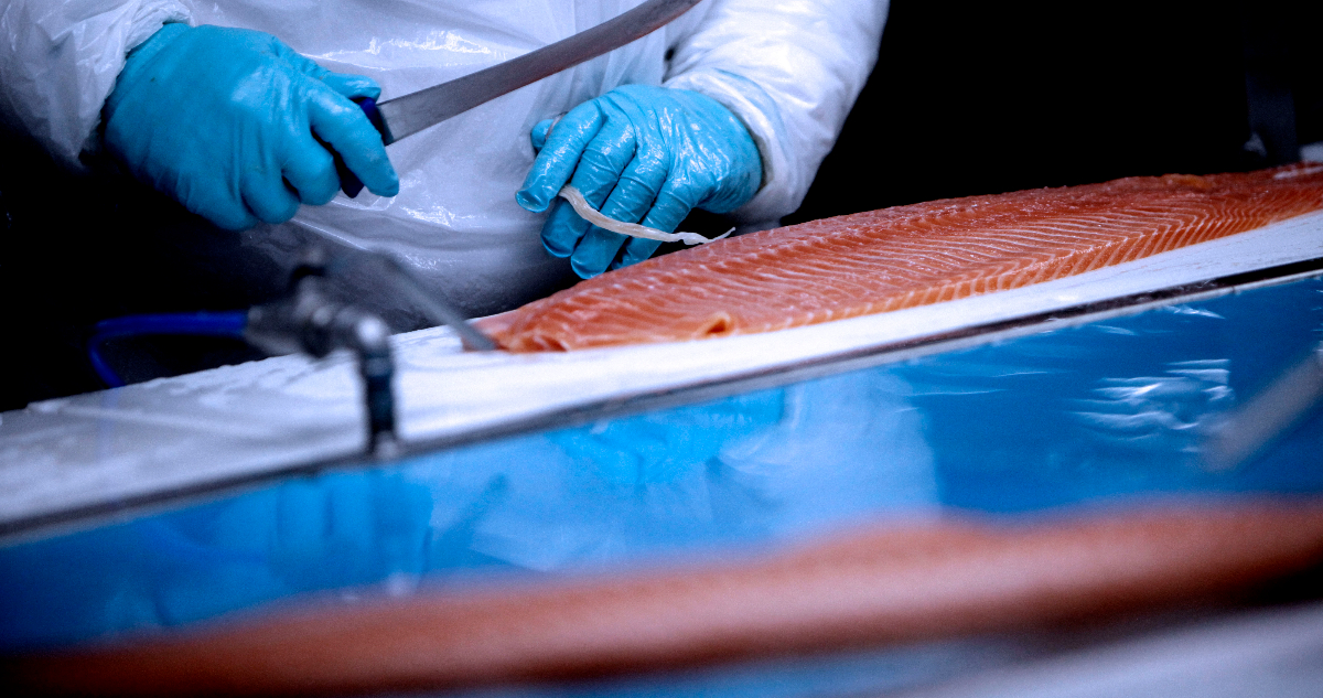 Trabajadores salmoneros están preocupados por la disminución en mano de obra que hay en el rubro