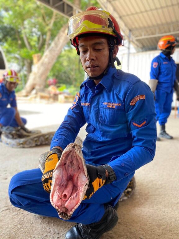 Atrapan serpiente pitón de 7 metros y 140 kilos tras comerse una cabra en Malasia