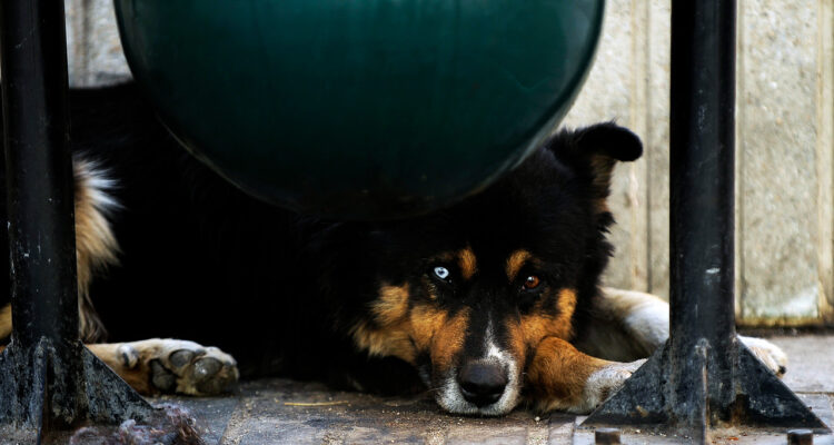 Existe una gran cantidad de perros aslvestrados en el país