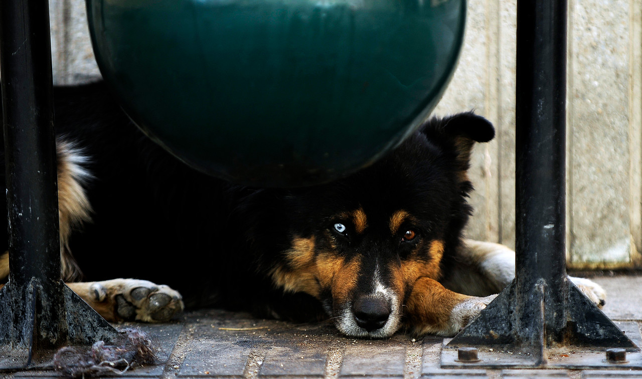 Existe una gran cantidad de perros aslvestrados en el país